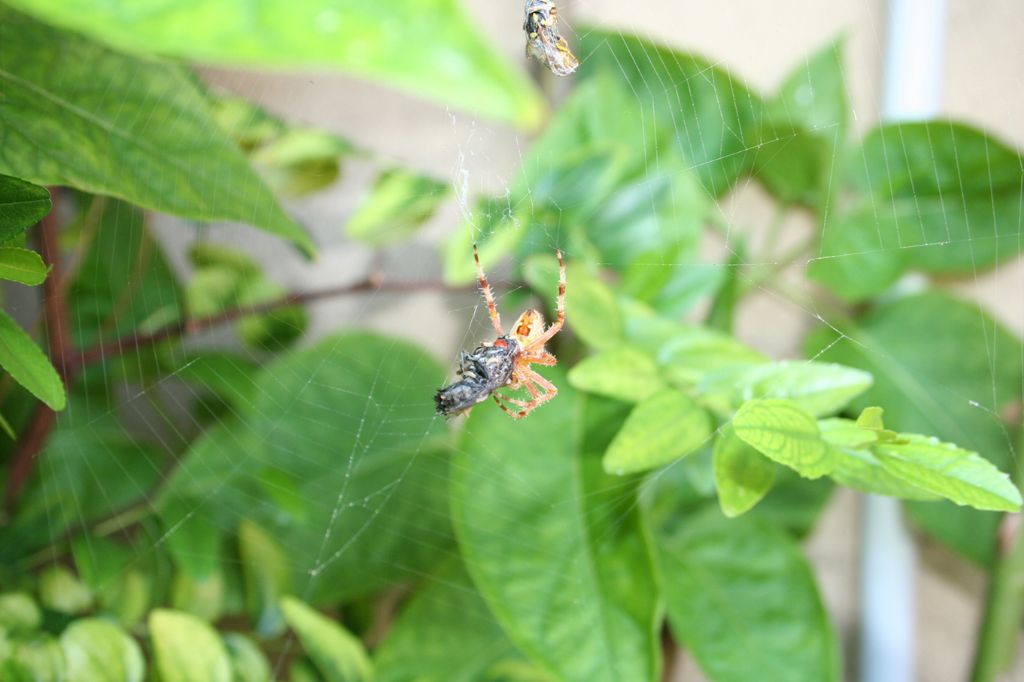 Araneus diadematus, vespa e veleno